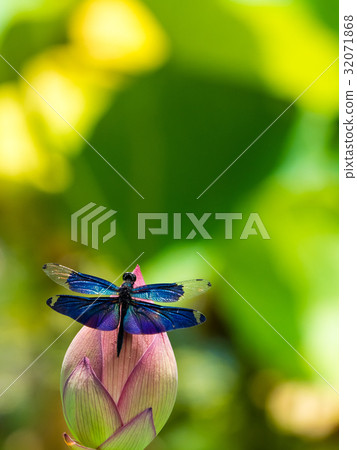 蓮花和蝴蝶 32071868