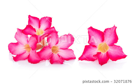 Pink Desert Rose Flower on white background 32071876