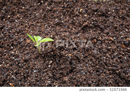 Sprout of moroheiya Sprout of moroheiya 32071986