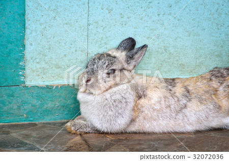 Cottontail bunny rabbit sitting  32072036