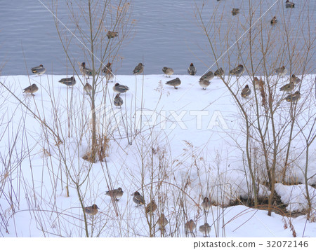 Yogo Lake Snowscape 32072146