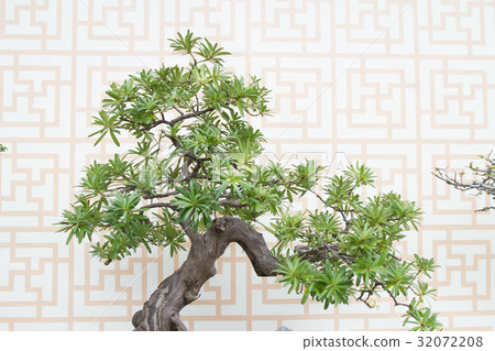 Bonsai pine tree against a white wall Bonsai pine tree against a white wall 32072208