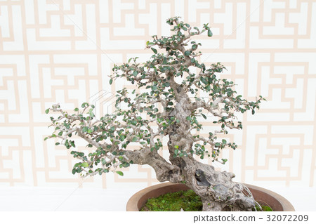 Bonsai pine tree against a white wall 32072209