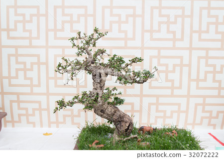 Bonsai pine tree against a white wall Bonsai pine tree against a white wall 32072222