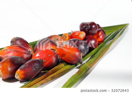 Oil Palm Fruit Product 32072643