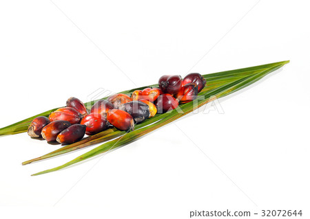 Oil Palm Fruit Product 32072644