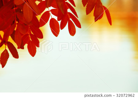 Colorful Autumn Leaves 32072962