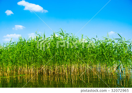 Rushy bank of the river Rushy bank of the river 32072965