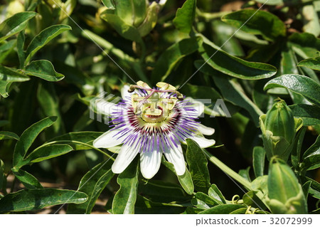 西番蓮西番蓮 32072999