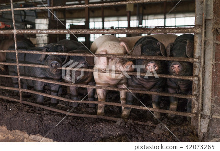 Young Pigs Inside a Barn Young Pigs Inside a Barn 32073265