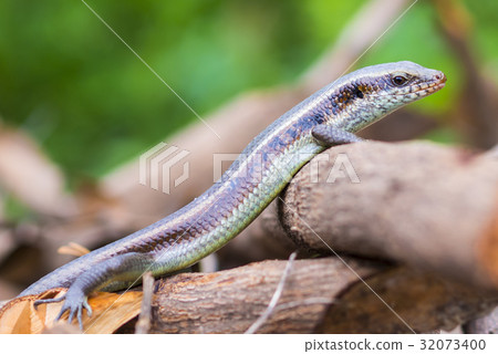 Scincidae Scincidae 32073400