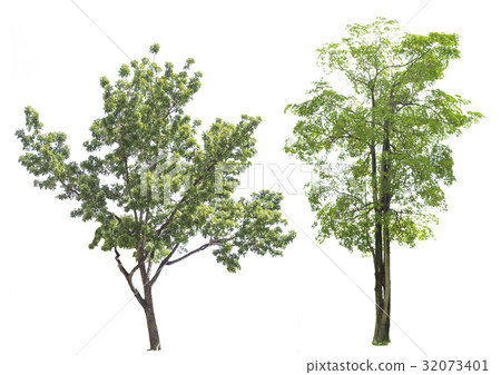trees trees 32073401
