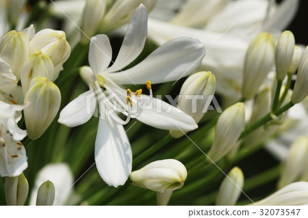 Agapanthus Agapanthus 32073547