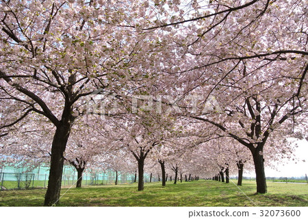 Chikuma河的Sakurazuka 32073600