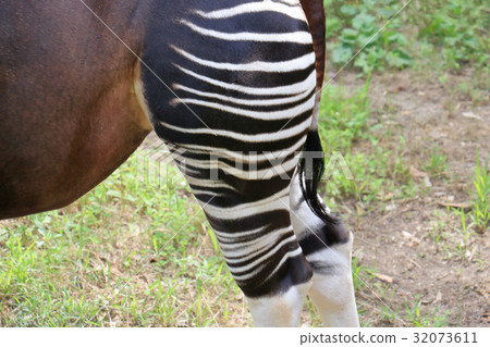 Okapi, leg stripes Okapi, leg stripes 32073611