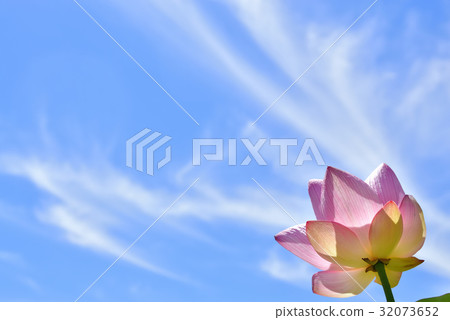 蓮花 蓮花 32073652