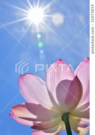 蓮花 蓮花 32073654