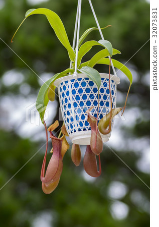 Ugubon Kuzura 32073831