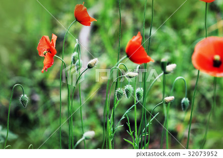 Beautiful poppy flowers on the meadow in 32073952