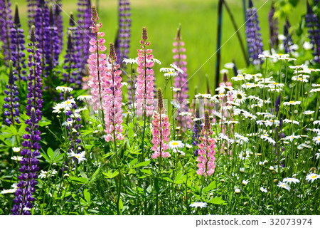 A flowerbed beside a paddy field 32073974