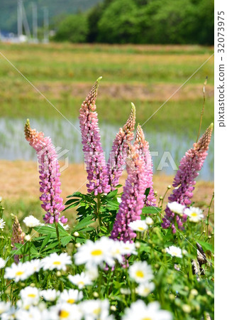 Lupine and Margaret 32073975