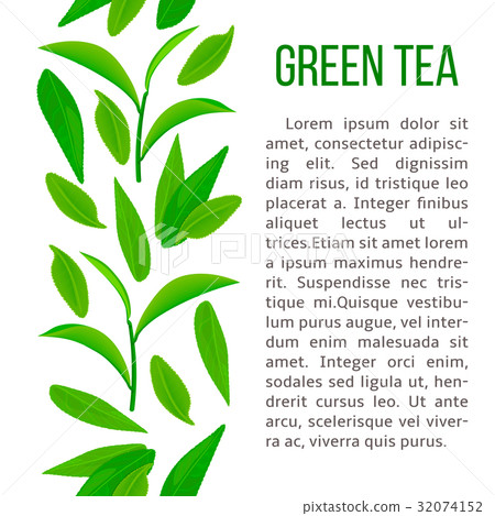 Fresh Green tea leaves and twig. vertical stripe 32074152