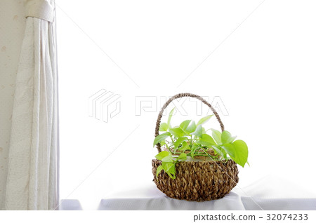 在淨籃子的石灰Pothos 在淨籃子的石灰Pothos 32074233
