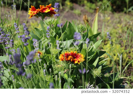 Summer flowers in the garden 32074352