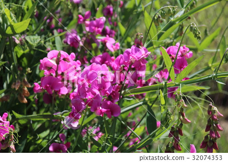 Lathyrus odoratus flowers in garden 32074353