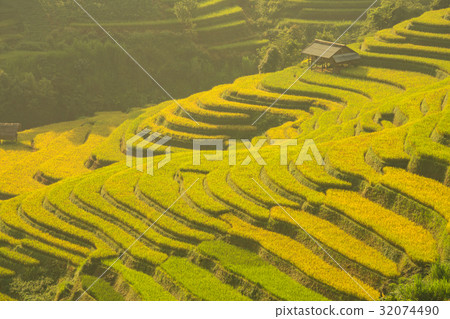 Vietnam Rice terrace field on the mountain Vietnam Rice terrace field on the mountain 32074490