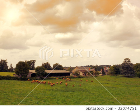 Cows graze on a meadow at sunset France. Landscap 32074751
