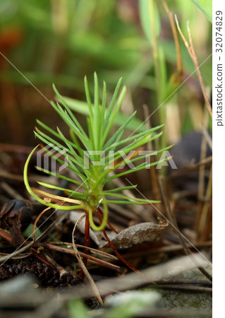 There were surprisingly many seedlings on the forest floor of the natural plant Ryukyu pine, Yamabara pine forest There were surprisingly many seedlings on the forest floor of the natural plant Ryukyu pine, Yamabara pine forest 32074829