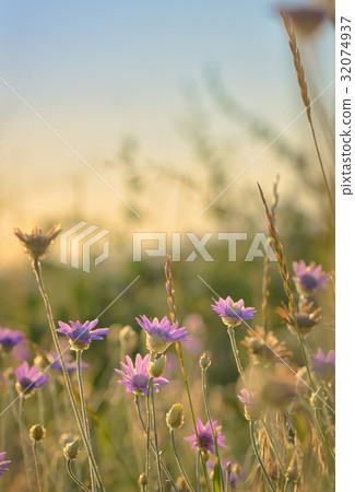 Xeranthemum annuum flower 32074937