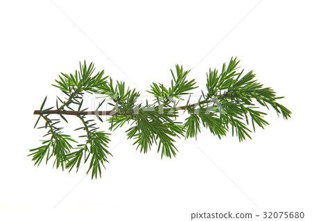 Juniper (juniperus communis) 32075680