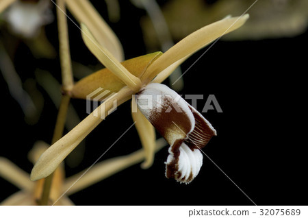 Forest of the orchid Coelogyne dayana "grandis" flowers Forest of the orchid Coelogyne dayana "grandis" flowers 32075689