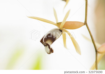 Forest of the orchid Coelogyne dayana "grandis" flowers Forest of the orchid Coelogyne dayana "grandis" flowers 32075690