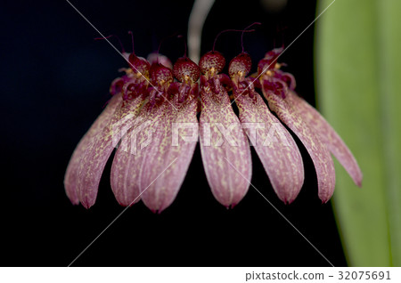 Flower of Cirrhopetalum longiflorum "Tokyo" Flower of Cirrhopetalum longiflorum "Tokyo" 32075691