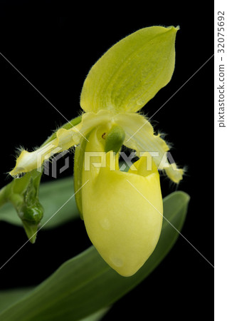 Fresh flower Paphiopedilum primulinum flowers Fresh flower Paphiopedilum primulinum flowers 32075692