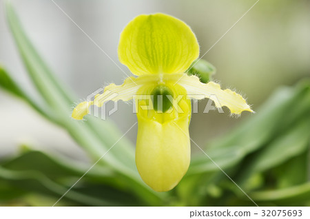 Fresh flower Paphiopedilum primulinum flowers Fresh flower Paphiopedilum primulinum flowers 32075693