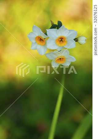 水仙 水仙 32076125