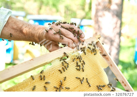 Beekeeper working in his apiary holding honeycomb Beekeeper working in his apiary holding honeycomb 32076727