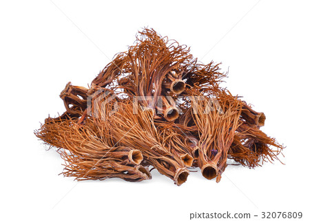 pile of dried bombax ceiba isolated on white pile of dried bombax ceiba isolated on white 32076809