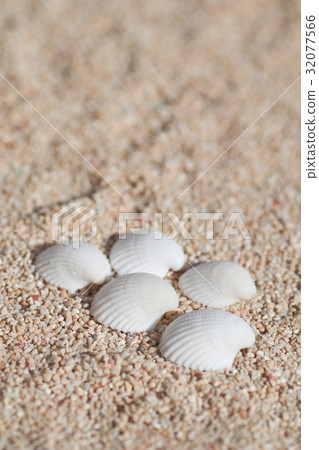 Seashell Seashell 32077566