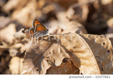 Lycaena phlaeas 32077661