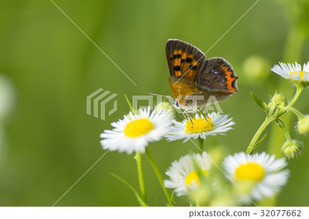 Lycaena phlaeas Lycaena phlaeas 32077662