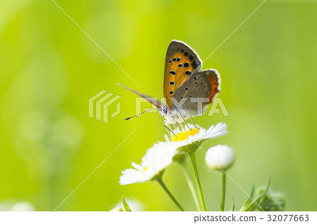Lycaena phlaeas Lycaena phlaeas 32077663