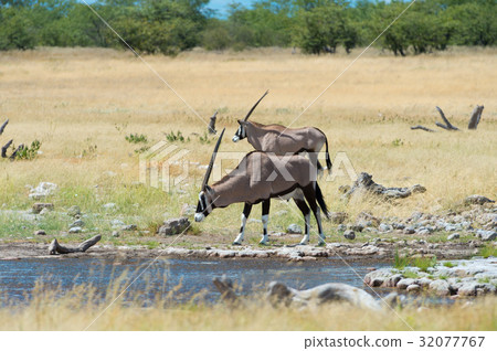 Oryx 32077767