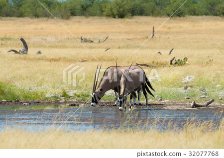 Oryx 32077768