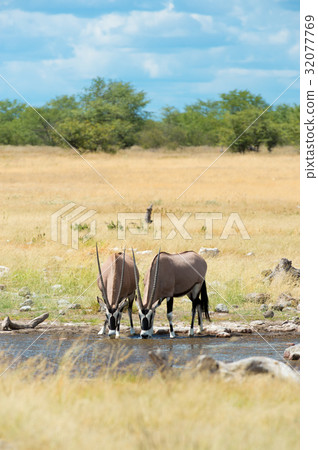 Oryx 32077769