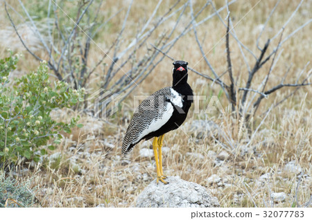 Northern black korhaan Northern black korhaan 32077783